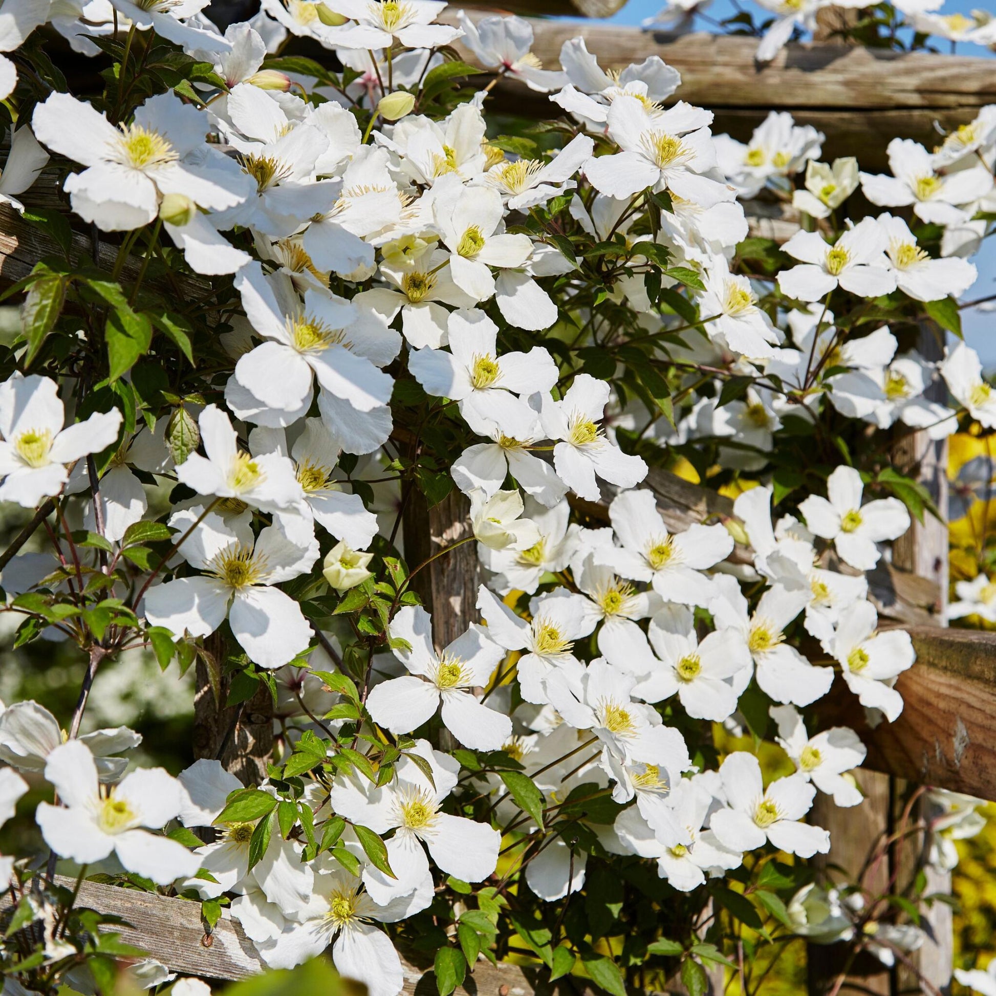 Clemátide - 2 Pzs - Clematis Montana 'grandiflora' - Altura 60-70cm - ⌀15cm_1