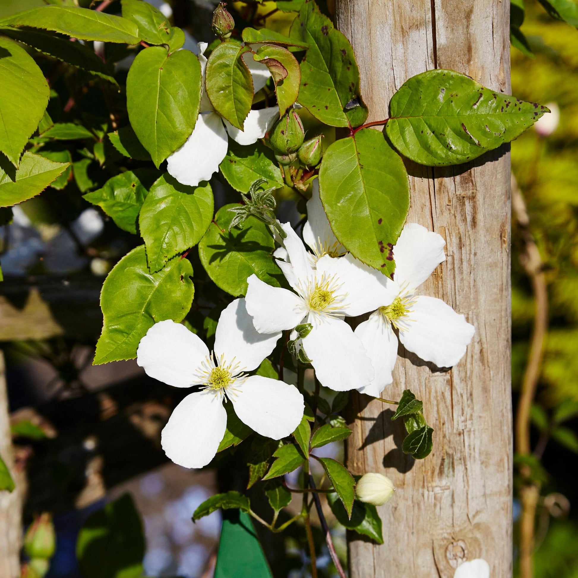 Clemátide - 2 Pzs - Clematis Montana 'grandiflora' - Altura 60-70cm - ⌀15cm_3