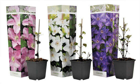 Clemátide - 3 Pzs - Clematis Hybrid - Altura 25-40cm - ⌀9cm_0