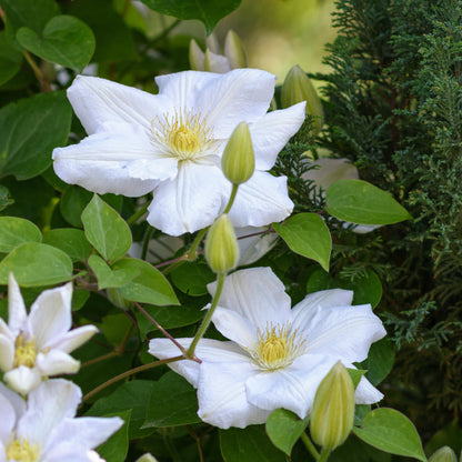Clemátide - 3 Pzs - Clematis Hybrid 'mme Le Coultre' - Altura 25-40cm - ⌀9cm_3