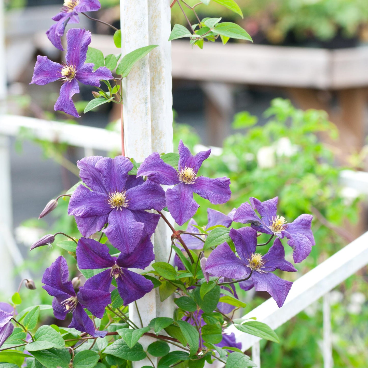 Clemátide - 4 Pzs - Clematis Hybrid 'taiga' - Altura 25-40cm - ⌀9cm_1