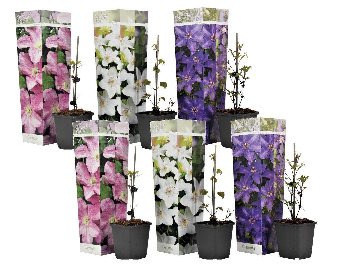 Clemátide - 6 Pzs - Clematis Hybrid - Altura 25-40cm - ⌀9cm_0