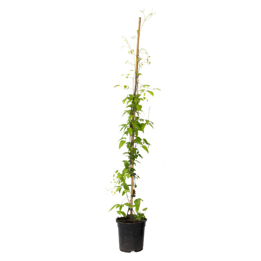 Clemátide - Clemátide 'hagley Hybrid' - Altura 100-120cm - ⌀17cm_0