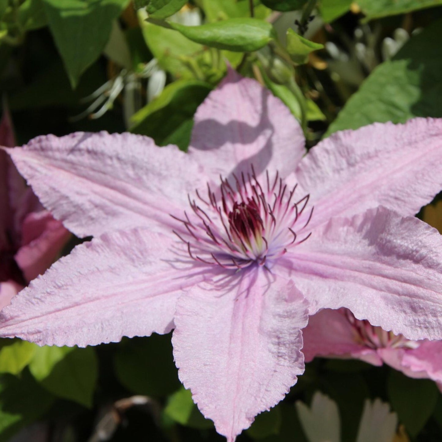 Clemátide - Clemátide 'hagley Hybrid' - Altura 100-120cm - ⌀17cm_3