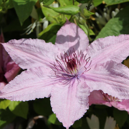 Clemátide - Clemátide 'hagley Hybrid' - Altura 100-120cm - ⌀17cm_3