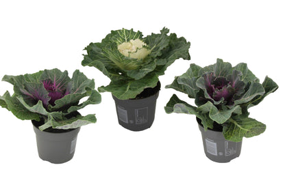 Col Ornamental - 3 Pzs - Brassica Oleracea - Altura 10-20cm - ⌀105cm_0