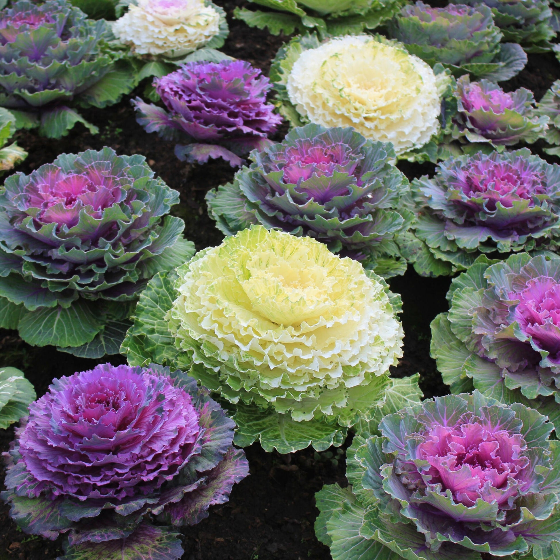 Col Ornamental - 3 Pzs - Brassica Oleracea - Altura 10-20cm - ⌀105cm_1