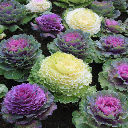 Col Ornamental - 3 Pzs - Brassica Oleracea - Altura 10-20cm - ⌀105cm_1