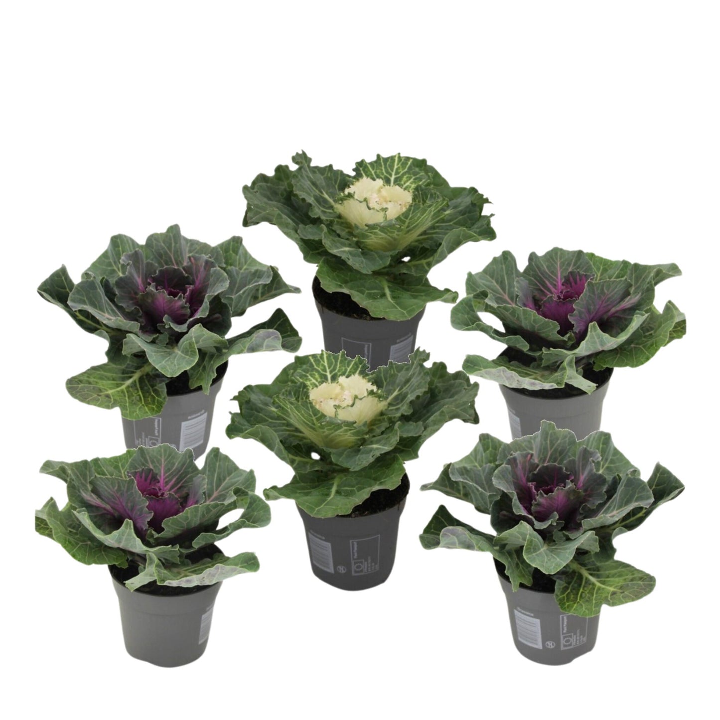 Col Ornamental - 6 Pzs - Brassica Oleracea - Altura 10-20cm - ⌀105cm_0