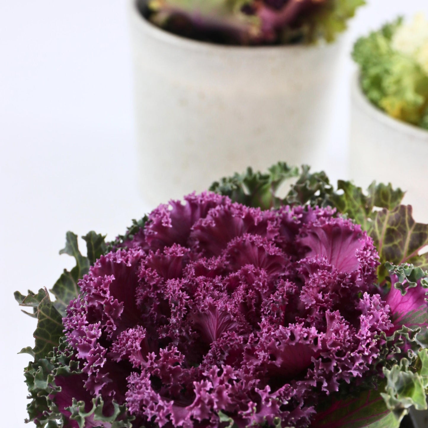 Col Ornamental - 6 Pzs - Brassica Oleracea - Altura 10-20cm - ⌀105cm_3