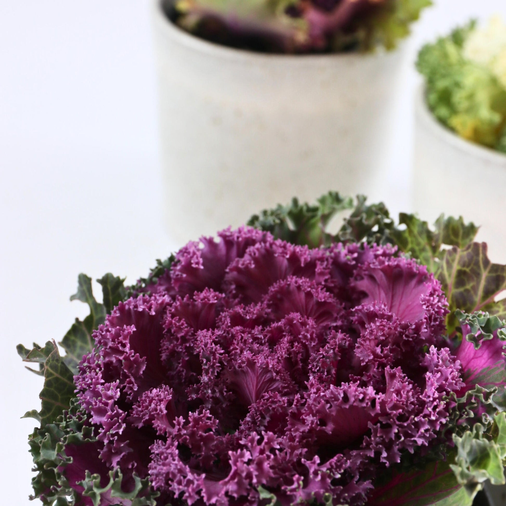 Col Ornamental - 6 Pzs - Brassica Oleracea - Altura 10-20cm - ⌀105cm_3