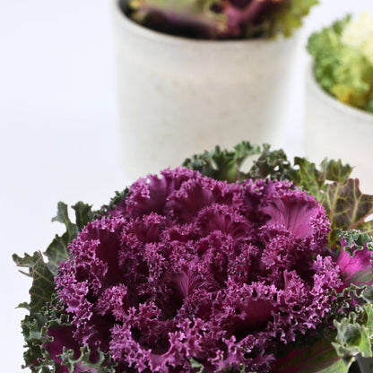 Col Ornamental - 6 Pzs - Brassica Oleracea - Altura 10-20cm - ⌀105cm_3