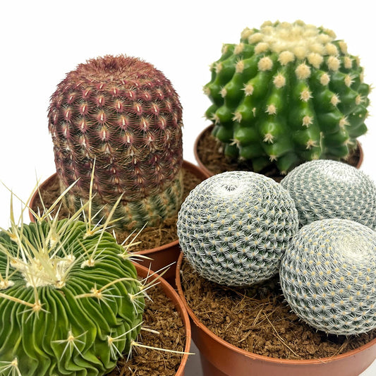 Colección 4 Cactus M8,5 cm Ø_0
