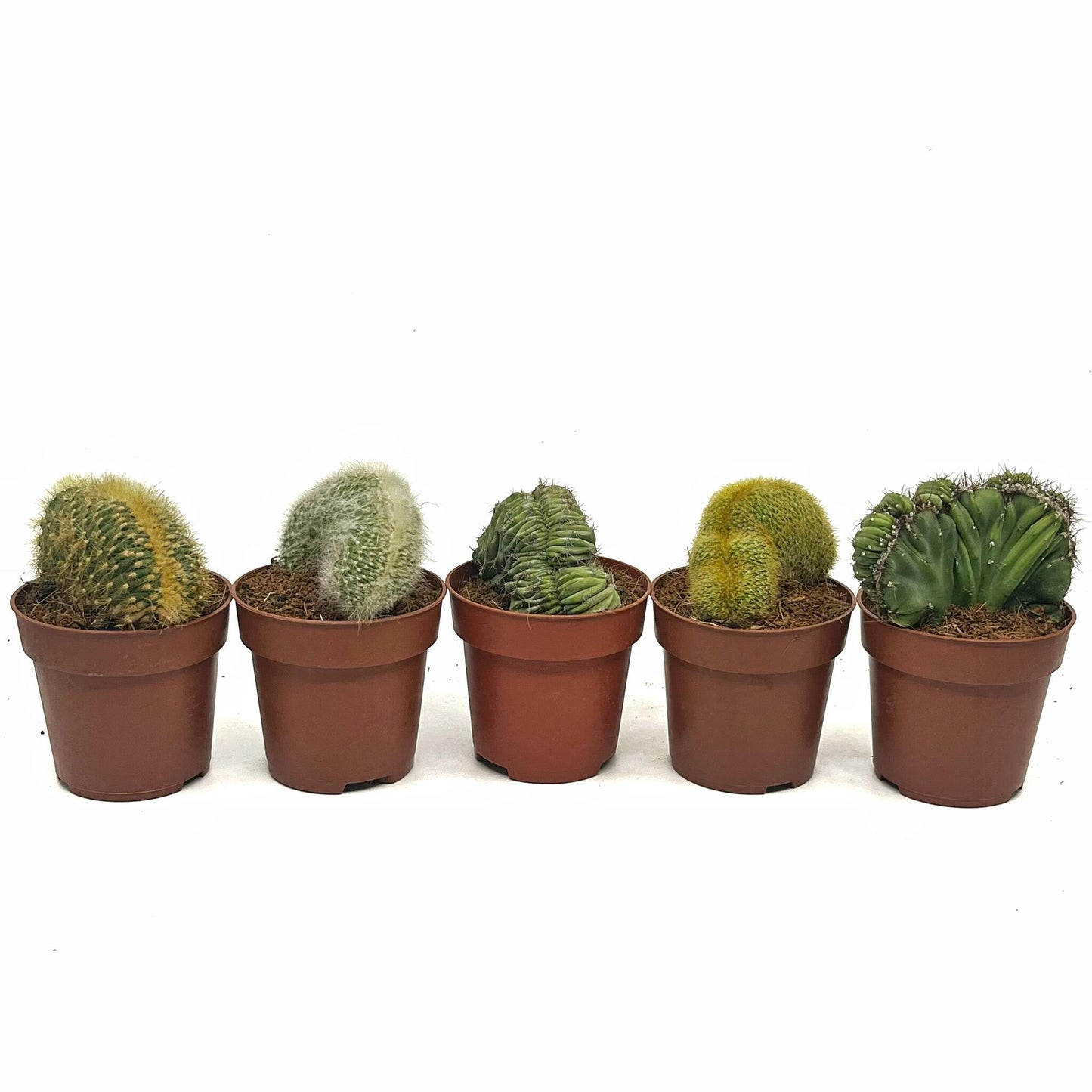 Colección 5 Cactus Cristata M8,5 cm Ø_0