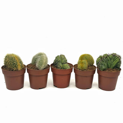 Colección 5 Cactus Cristata M8,5 cm Ø_0