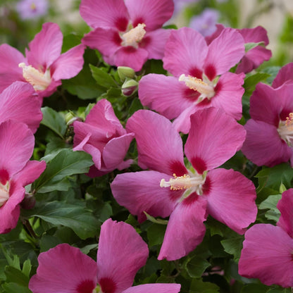Colección Rosa De Siria - 3 Pzs - Hibiscus Syriacus - Altura 25-40cm - ⌀17cm_1