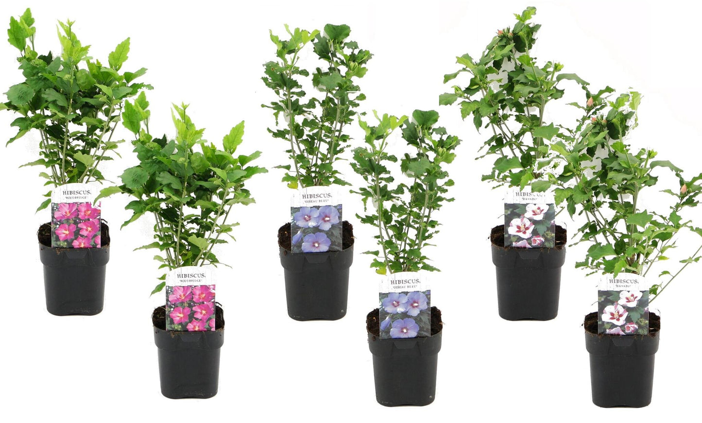 Colección Rosa De Siria - 6 Pzs - Hibiscus Syriacus - Altura 25-40cm - ⌀17cm_0