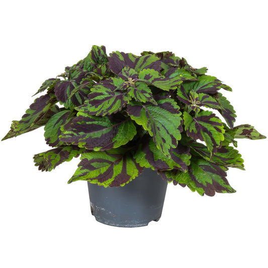 Coleo - Coleus Tiger - Altura 25-35cm - Ø17cm_0