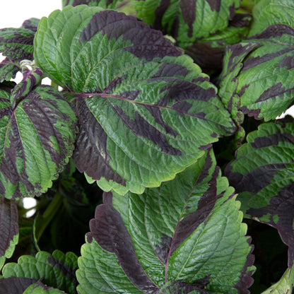 Coleo - Coleus Tiger - Altura 25-35cm - Ø17cm_3