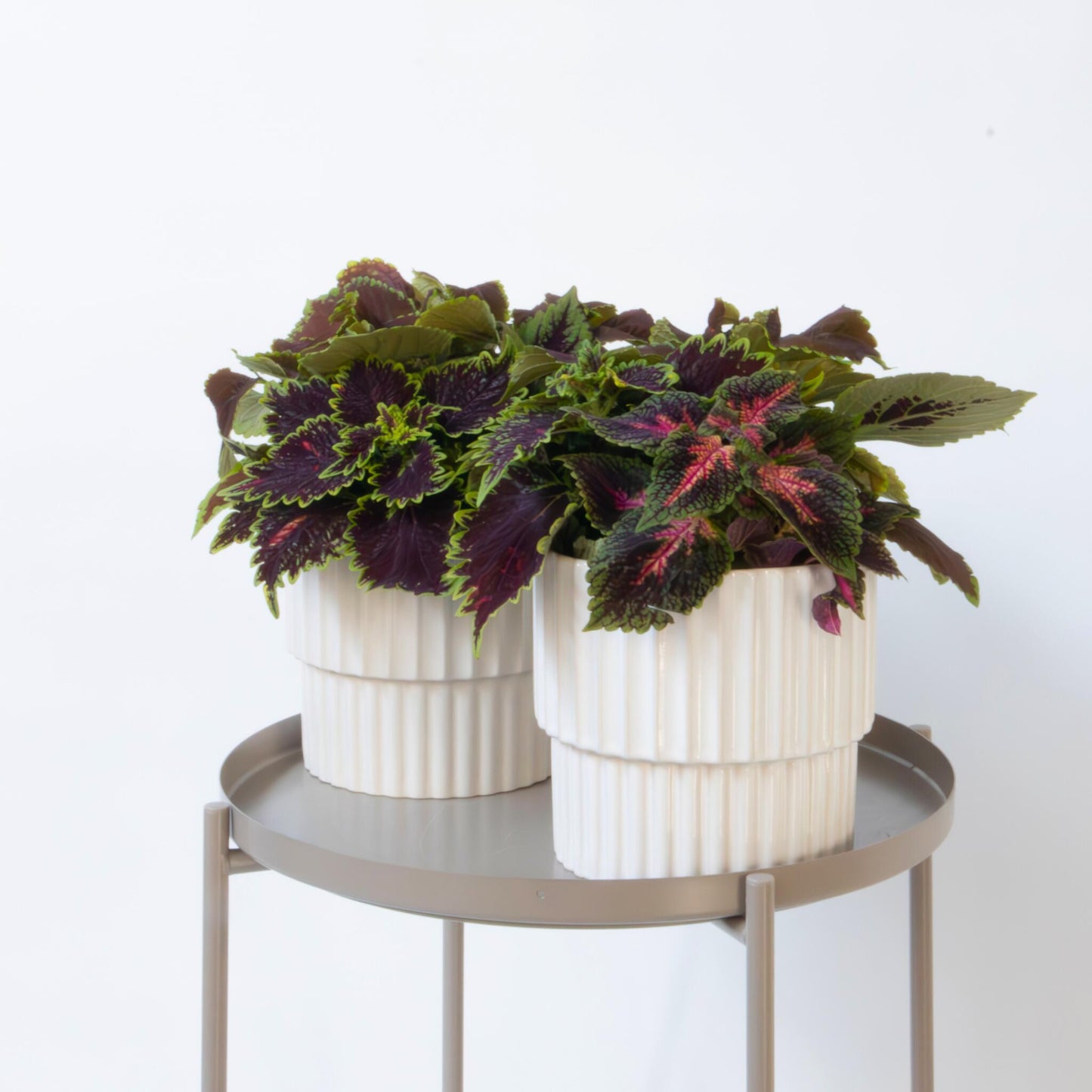 Coleus - 2 Piezas - Coleus Scutellarioides - Altura 25-35cm - ⌀17cm_1