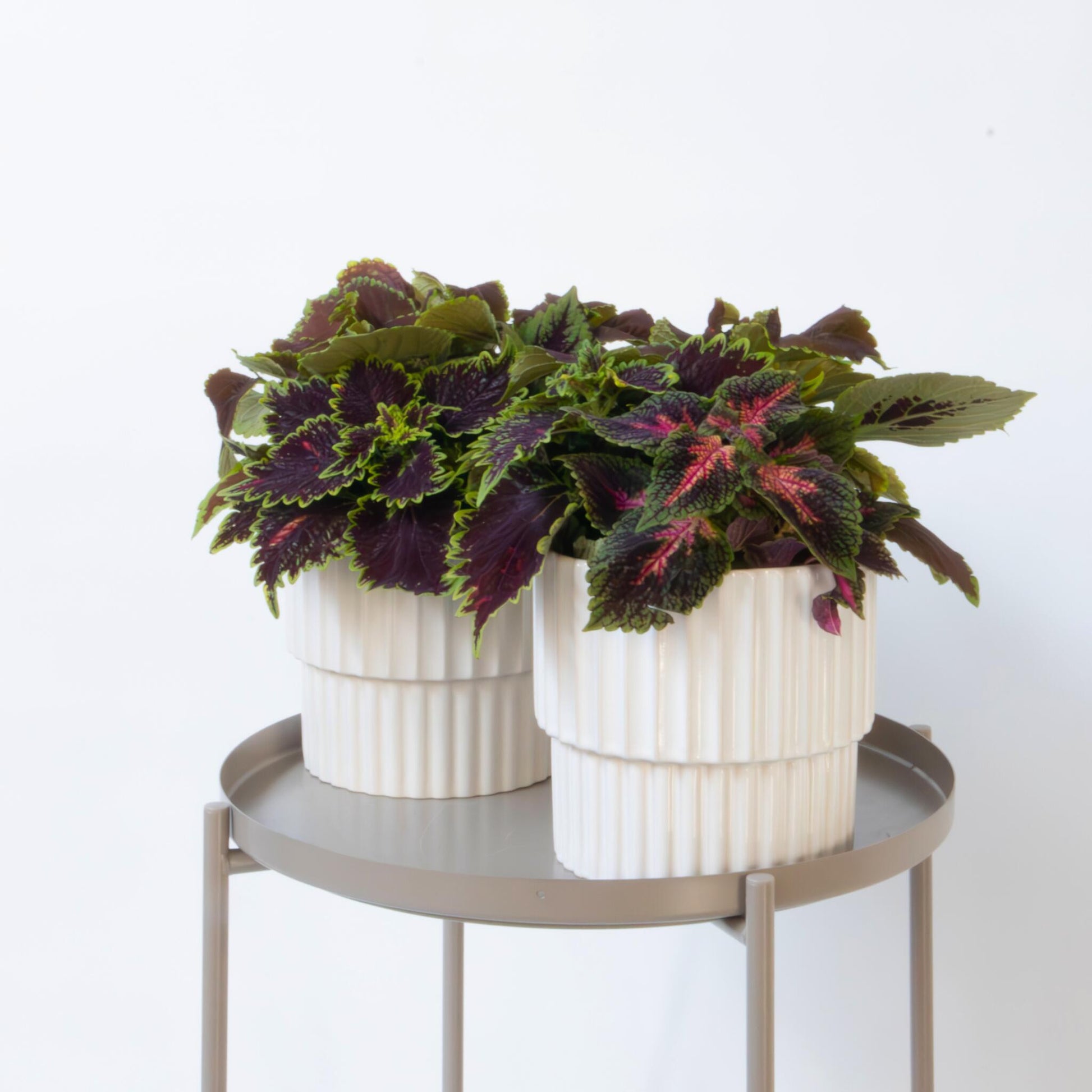 Coleus - 2 Piezas - Coleus Scutellarioides - Altura 25-35cm - ⌀17cm_1