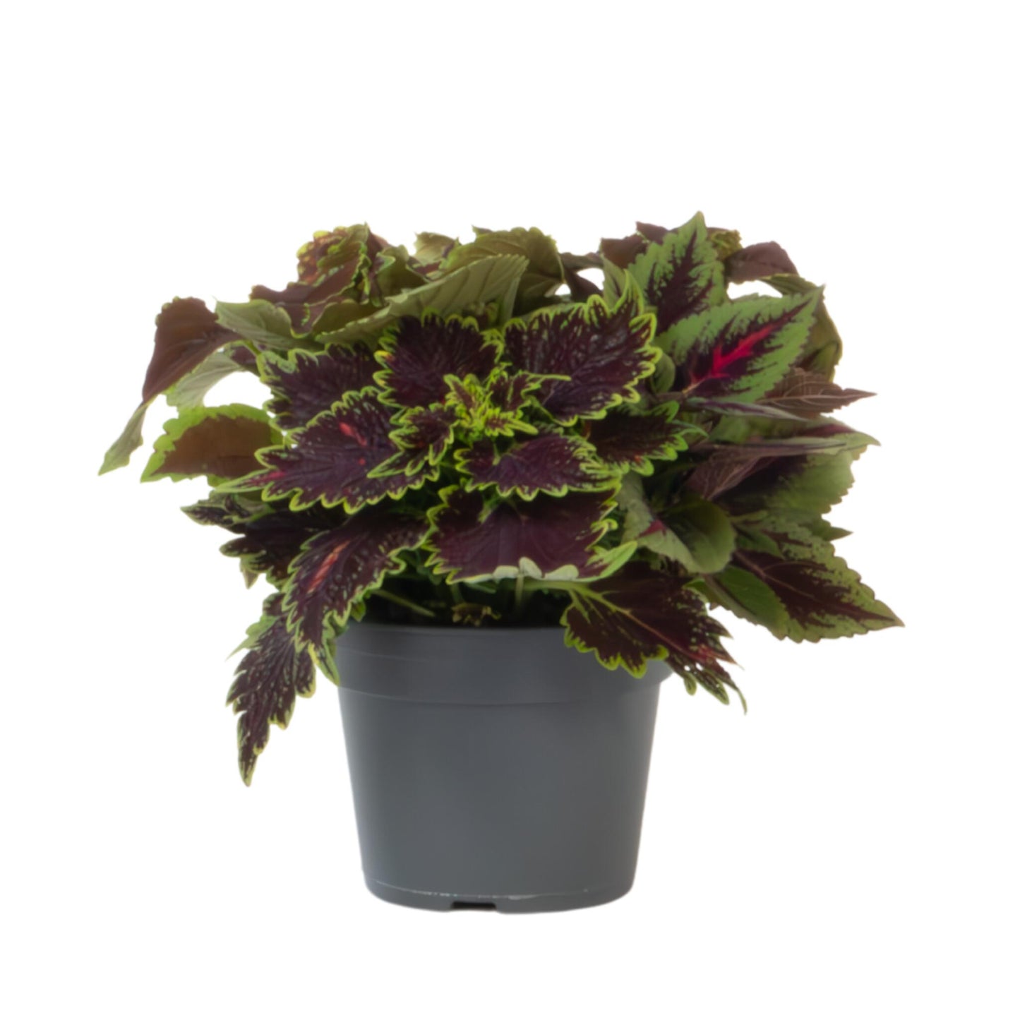 Coleus - Coleus Scutellarioides - Altura 25-35cm - ⌀17cm_0