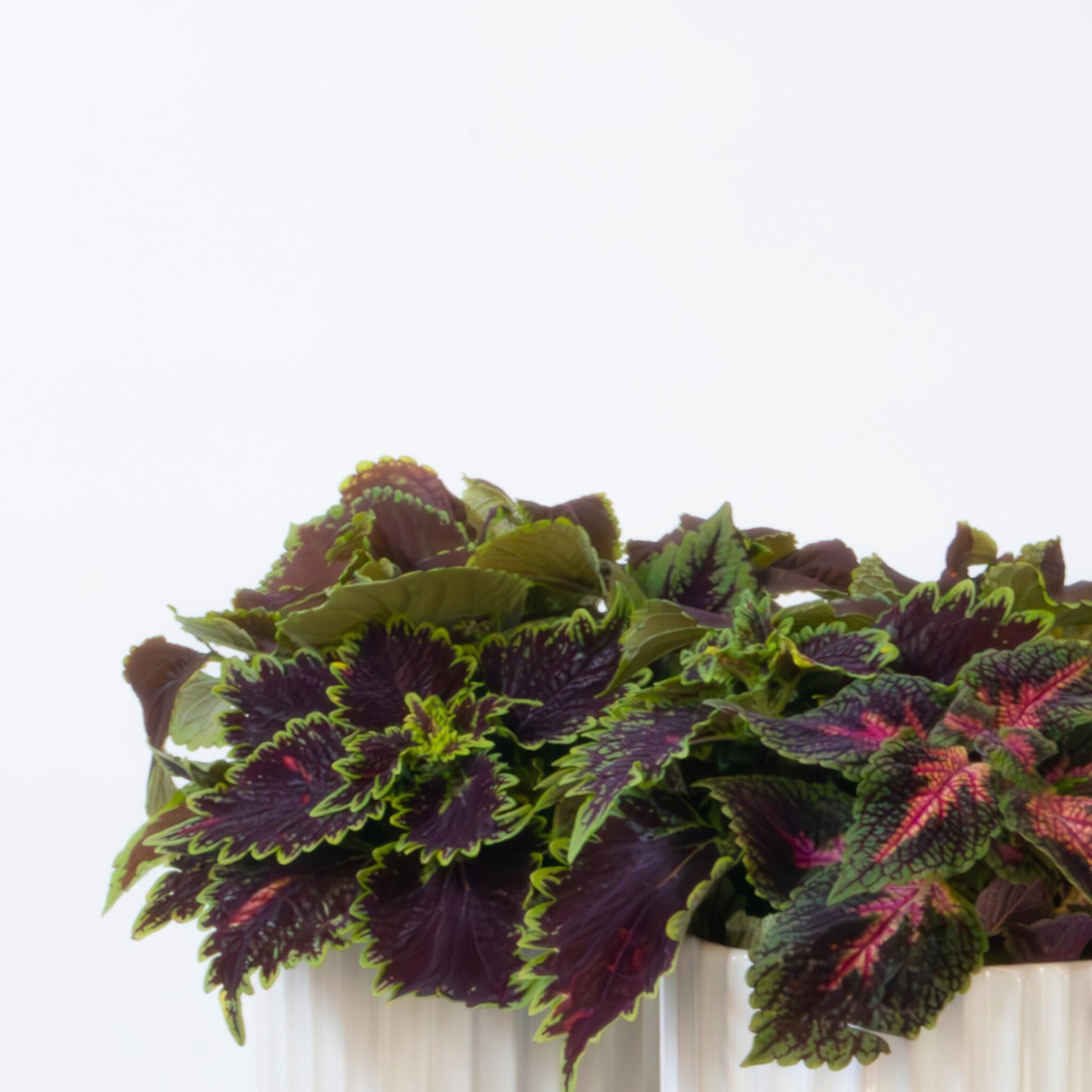 Coleus - Coleus Scutellarioides - Altura 25-35cm - ⌀17cm_3