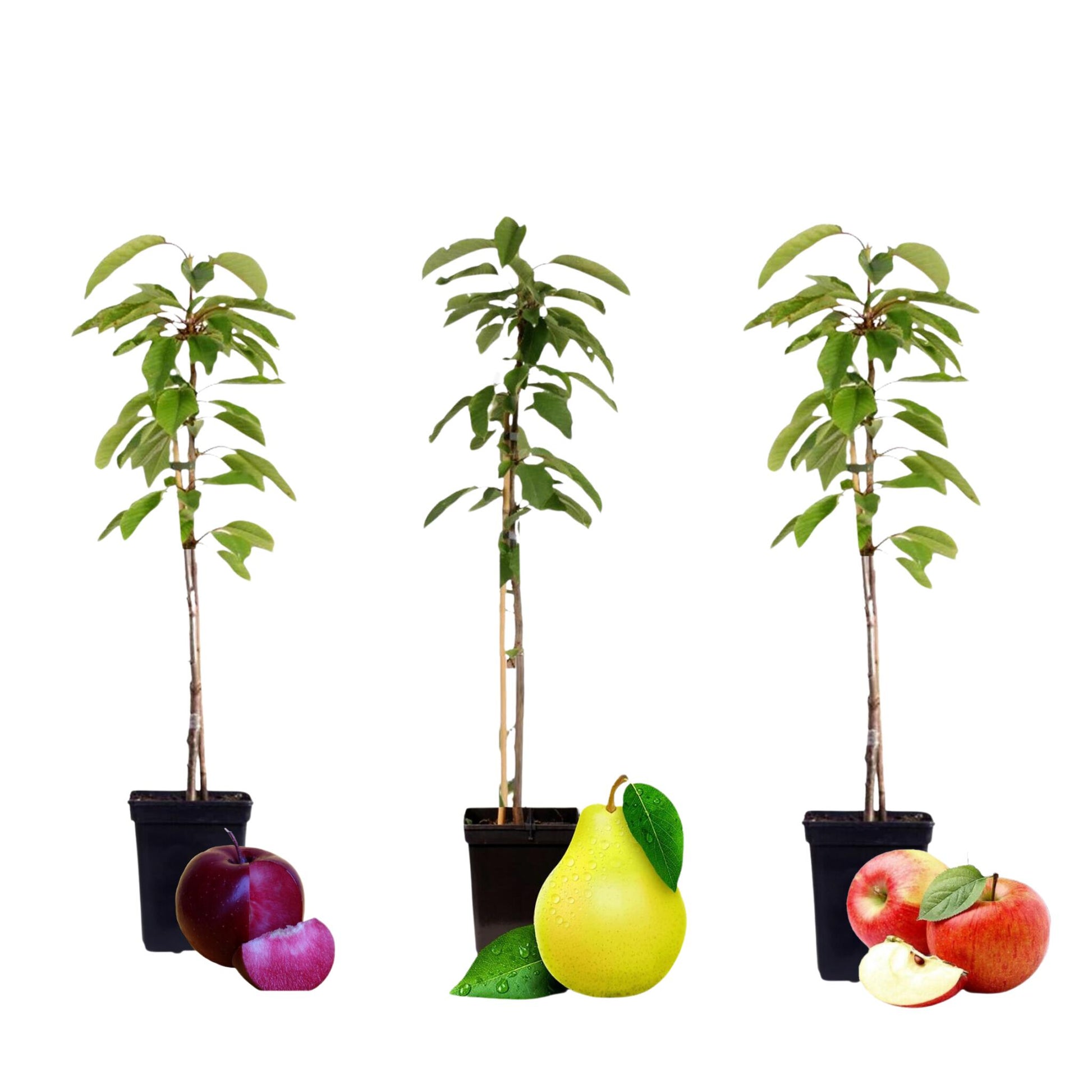 Columnas De Frutas - 3 Pzs - Manzana Pera - Altura 60-70cm - ⌀9cm_0