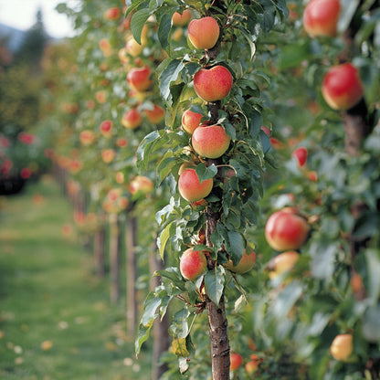 Columnas De Frutas - 3 Pzs - Manzana Pera - Altura 60-70cm - ⌀9cm_4