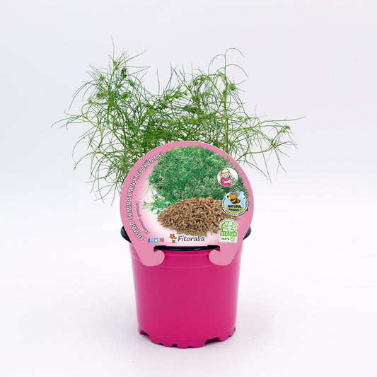 Comino En Maceta 10,5 Cm. Natural - Fitoralia_0