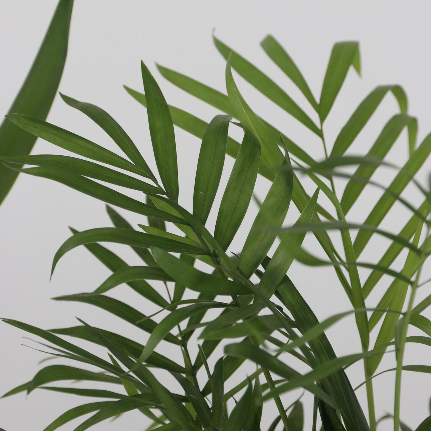 Conjunto De Palmeras De Interior - 3 Pzs - Indoor Palmmix Xl - A70-90cm - ⌀17cm_3