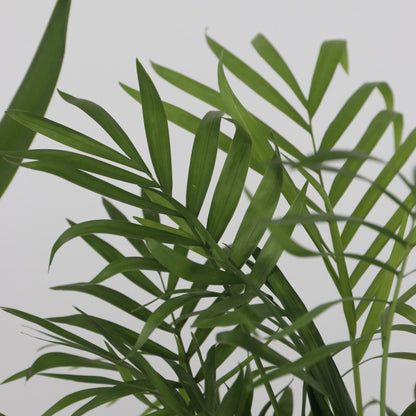 Conjunto De Palmeras De Interior - 3 Pzs - Indoor Palmmix Xl - A70-90cm - ⌀17cm_3