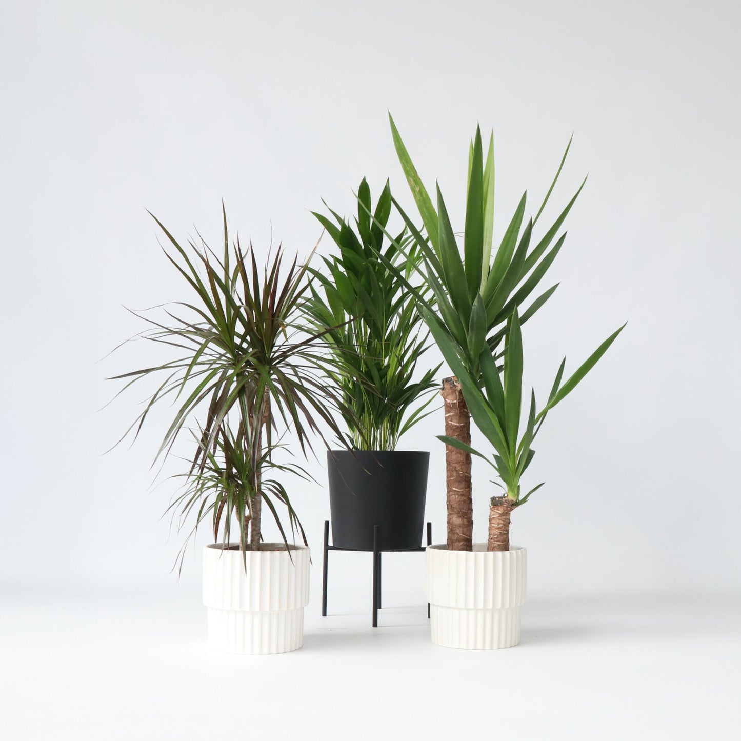 Conjunto De Palmeras De Interior - 3 Pzs - Indoor Palmmix Xl - A70-90cm - ⌀17cm_4