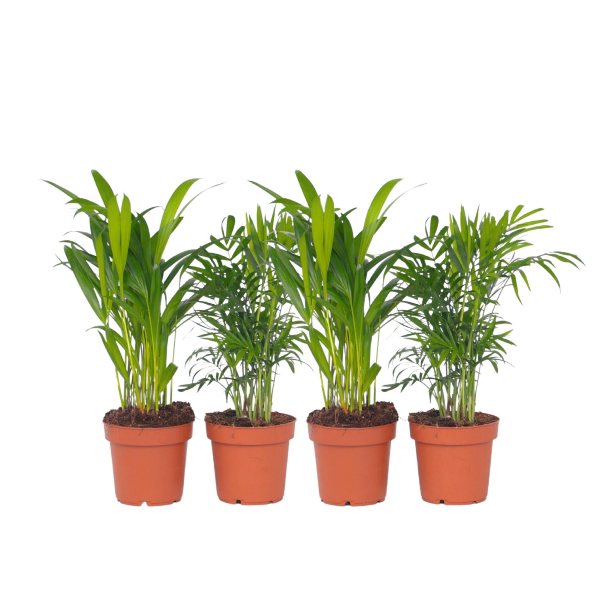 Conjunto De Palmeras Pequeñas - 4 Pzs - Altura 25-40cm - ⌀12cm_0