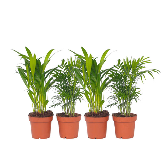 Conjunto De Palmeras Pequeñas - 4 Pzs - Altura 25-40cm - ⌀12cm_0