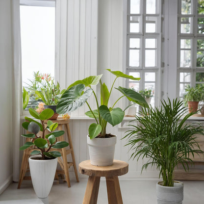 Conjunto De Palmeras Pequeñas - 4 Pzs - Altura 25-40cm - ⌀12cm_1