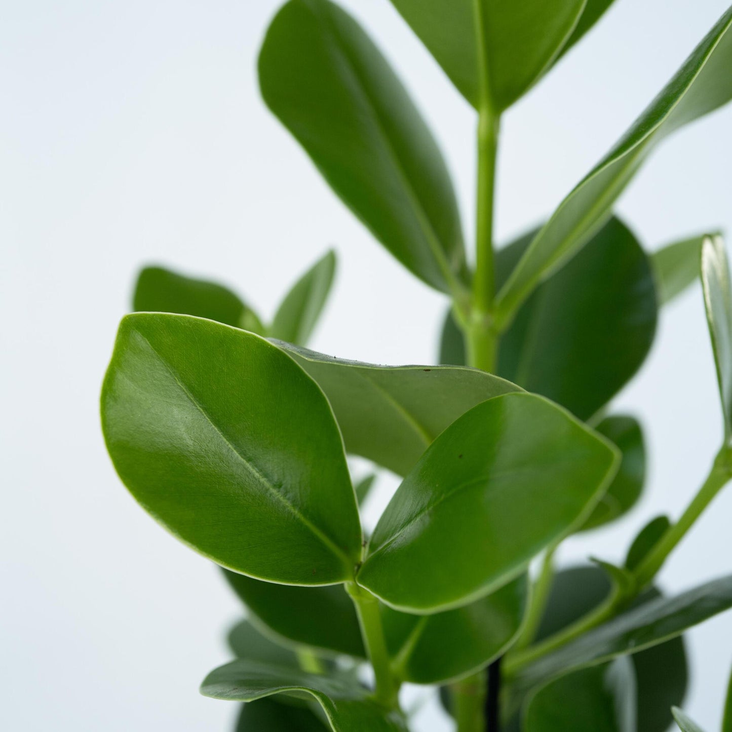 Copey Rosado - 2 Pzs - Clusia Rosea 'princess' - Altura 50-60cm - ⌀17cm_3