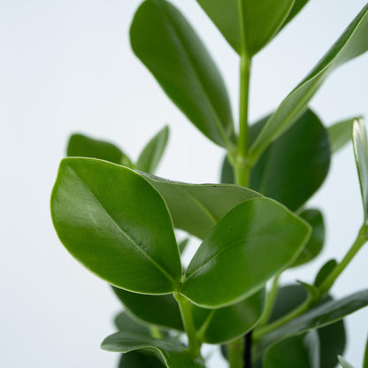 Copey Rosado - 2 Pzs - Clusia Rosea 'princess' - Altura 50-60cm - ⌀17cm_3