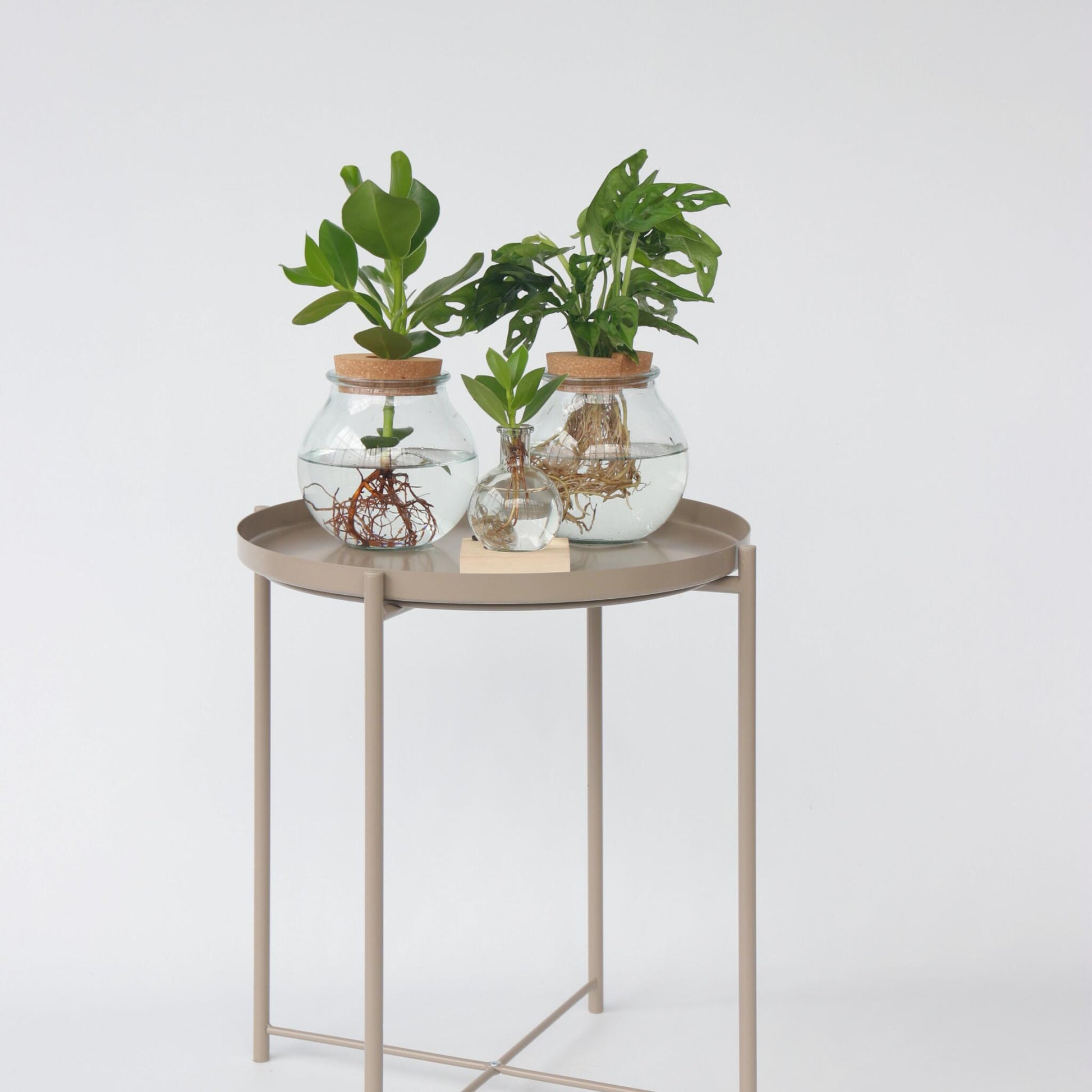 Copey Rosado - Clusia Rosea 'princess' - Altura 15-20cm - ⌀8cm_1