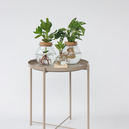 Copey Rosado - Clusia Rosea 'princess' - Altura 15-20cm - ⌀8cm_1