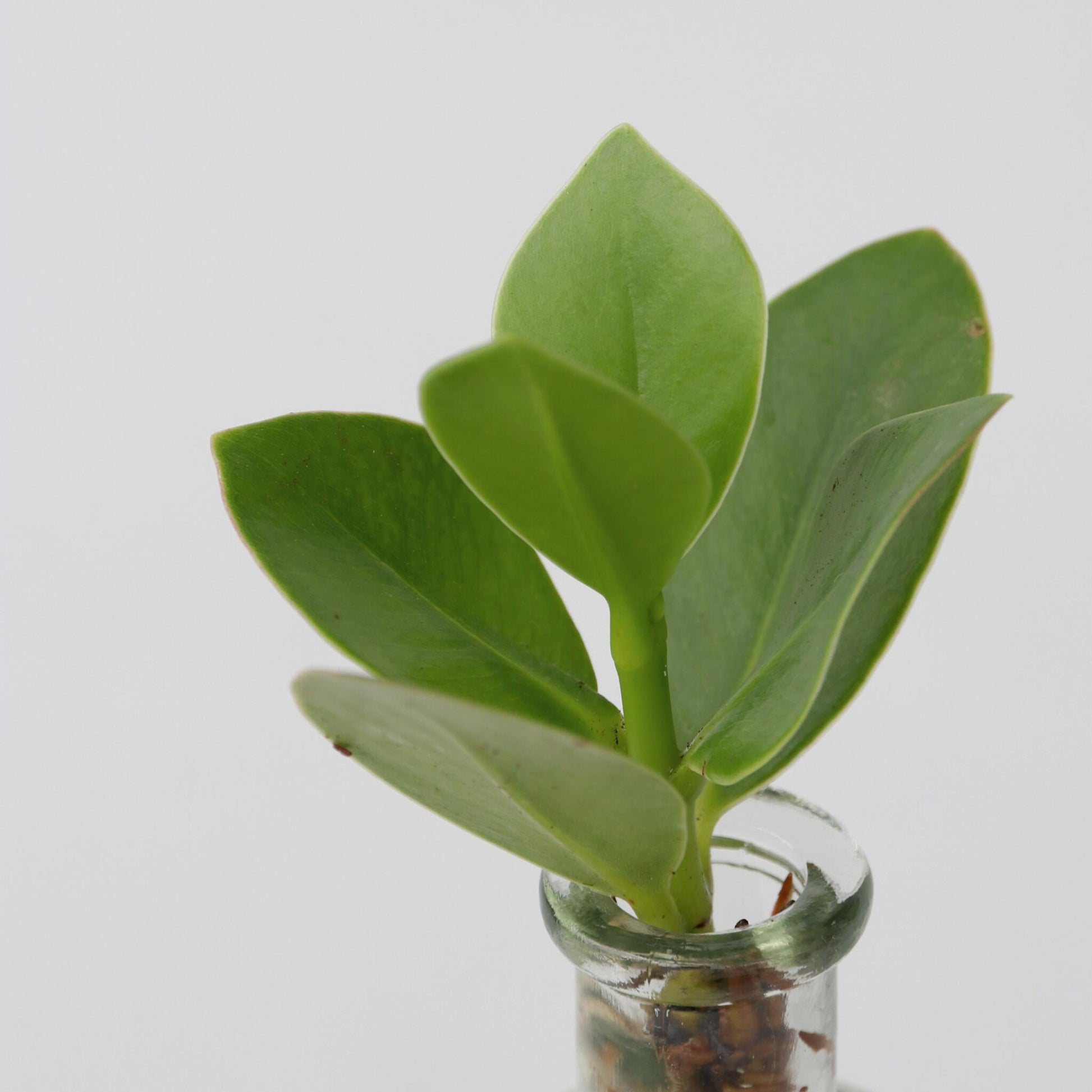 Copey Rosado - Clusia Rosea 'princess' - Altura 15-20cm - ⌀8cm_3