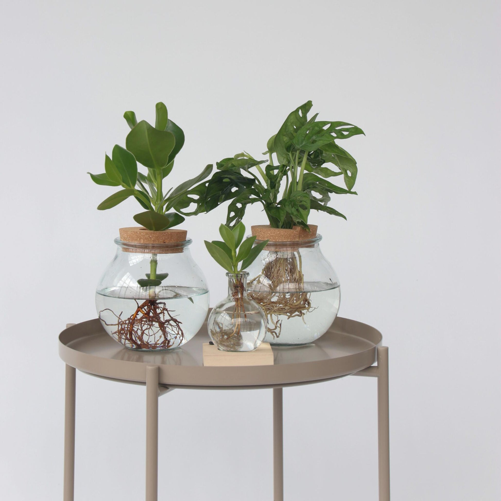 Copey Rosado - Clusia Rosea 'princess' - Altura 15-20cm - ⌀8cm_4