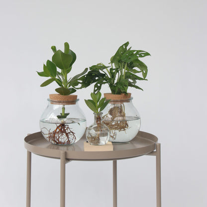 Copey Rosado - Clusia Rosea 'princess' - Altura 15-20cm - ⌀8cm_4