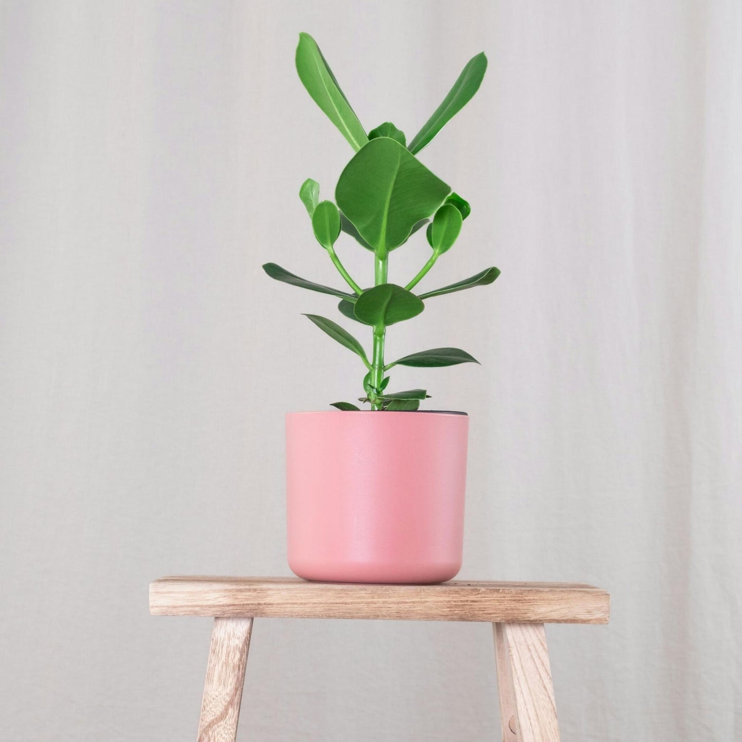 Copey Rosado - Clusia Rosea 'princess' - Altura 25-35cm - ⌀12cm_1