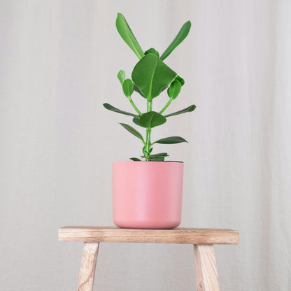 Copey Rosado - Clusia Rosea 'princess' - Altura 25-35cm - ⌀12cm_1