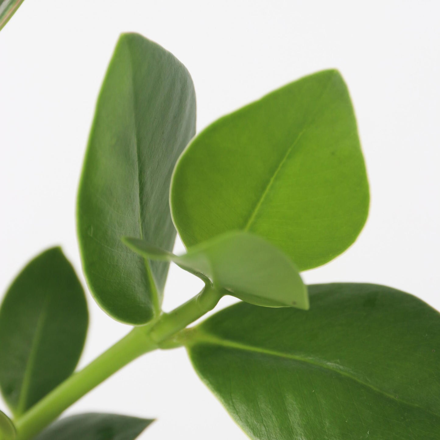 Copey Rosado - Clusia Rosea 'princess' - Altura 25-35cm - ⌀20cm_3