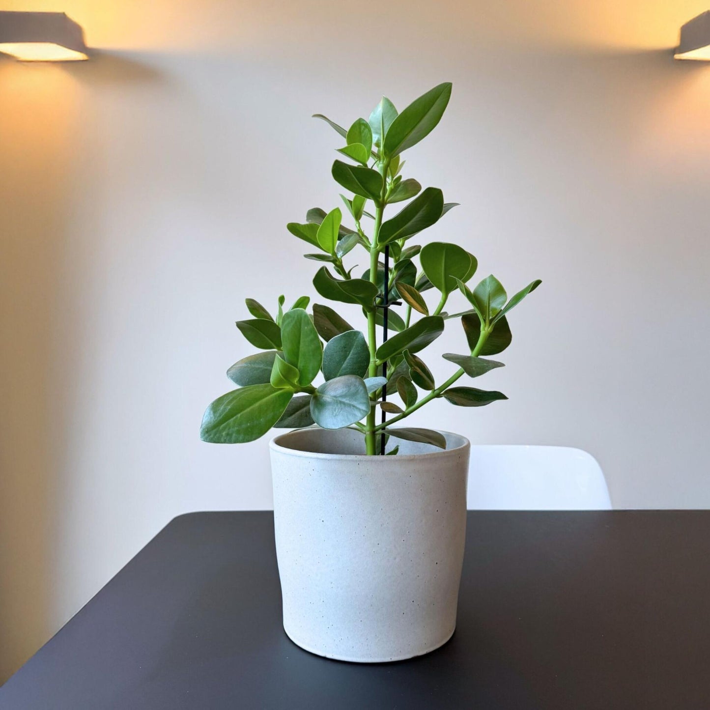 Copey Rosado - Clusia Rosea 'princess' - Altura 50-60cm - ⌀17cm_1