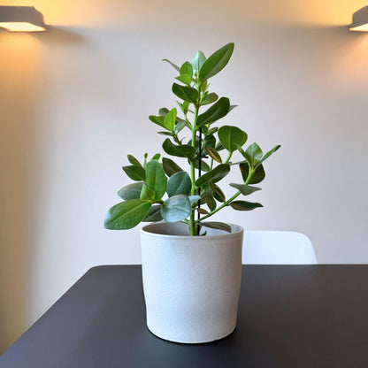 Copey Rosado - Clusia Rosea 'princess' - Altura 50-60cm - ⌀17cm_1