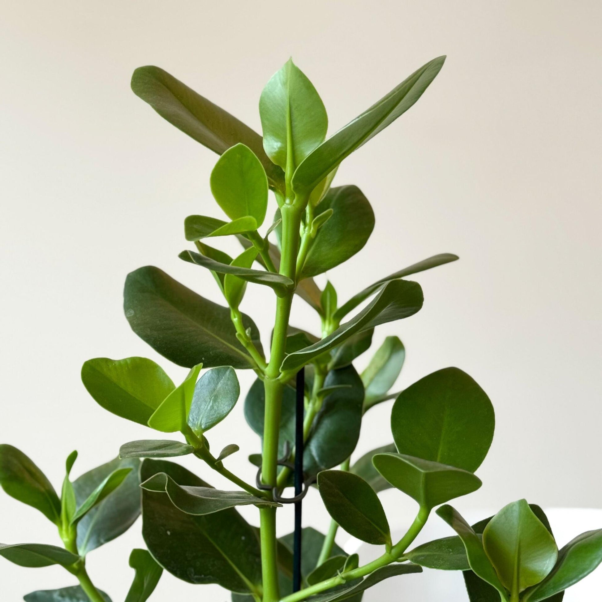 Copey Rosado - Clusia Rosea 'princess' - Altura 50-60cm - ⌀17cm_3