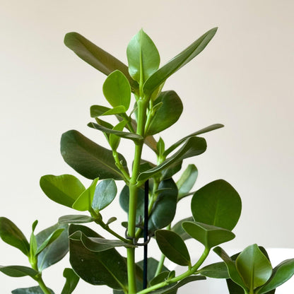 Copey Rosado - Clusia Rosea 'princess' - Incluye Cesta - Altura 50-60cm - ⌀17cm_3
